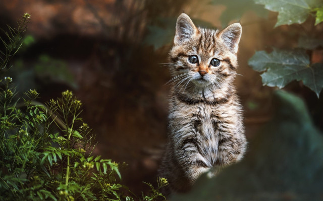 Curious kitten grass nature blurry free wallpaper - medium preview image