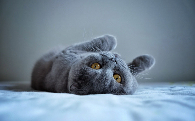 Cat paw up wide eyes free wallpaper - medium preview image