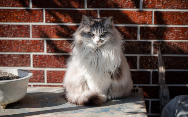 Cat brick wall dirt bowl free wallpaper - medium preview image