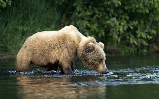 Brown bear river forest nature free wallpaper - medium preview image