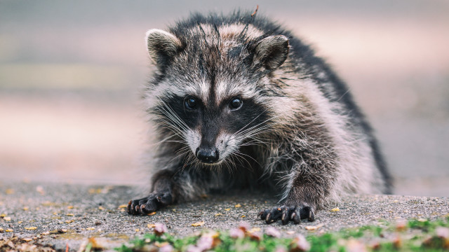 Raccoon walking camera blurry depthflower free wallpaper - medium preview image