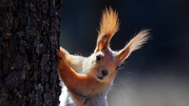Squirrel standing up blue eyes free wallpaper - medium preview image