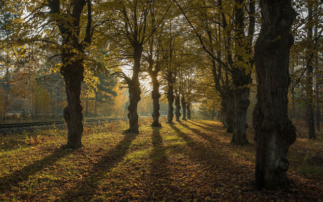 Trees traintrack woods sunset fence free wallpaper - medium preview image