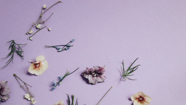 Flowers lily daisy pink purple free wallpaper - medium preview image