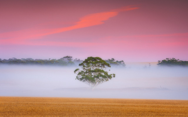 Lone tree foggy field sunset #2 free wallpaper - medium preview image