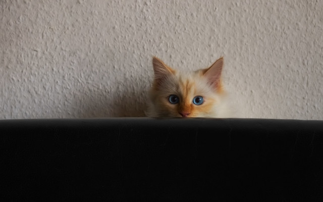 Kitten blue eyes peeking couch free wallpaper - medium preview image