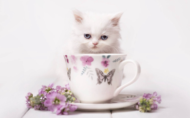 Kitten cup flowers book white free wallpaper - medium preview image