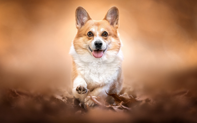 Dog leaves fall shiba inu free wallpaper - medium preview image