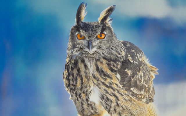 Owl orange eyes snow background free wallpaper - medium preview image