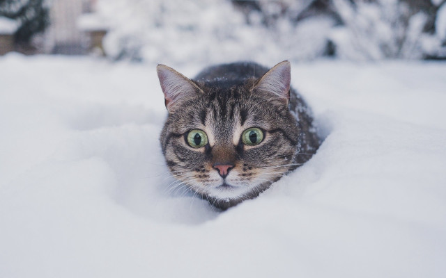 Black cat snowy outdoor illusion free wallpaper - medium preview image