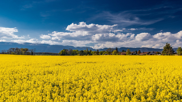 Yellow flower field mountain sky #3 free wallpaper - medium preview image