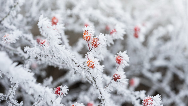 Frosted plant berries winter ecological free wallpaper - medium preview image