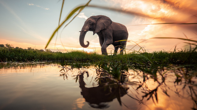 Elephant grass water sunset reflection free wallpaper - medium preview image