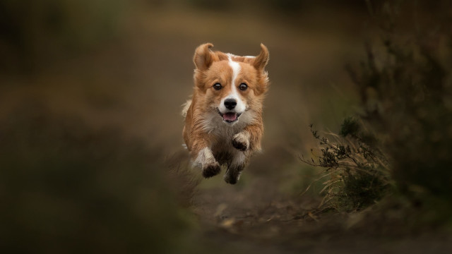 Dog running field blurry background free wallpaper - medium preview image