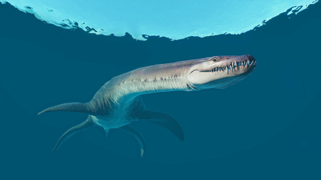 Shark smiling ocean blue illustration free wallpaper - medium preview image