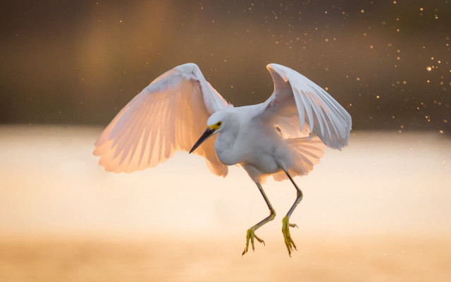 White bird wings spread moon #2 free wallpaper - medium preview image