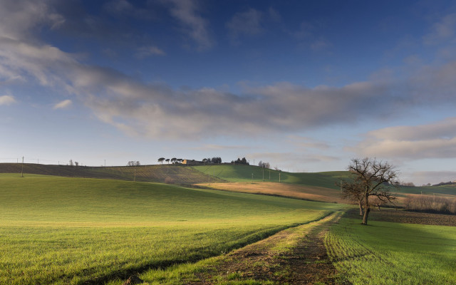 Green field lone tree house free wallpaper - medium preview image