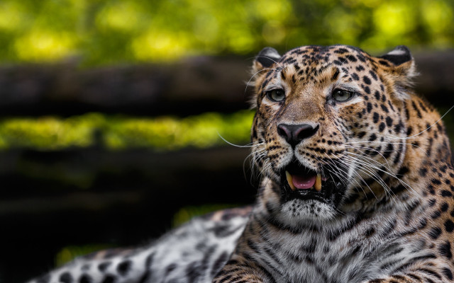 Leopard open mouth tongue bokeh free wallpaper - medium preview image