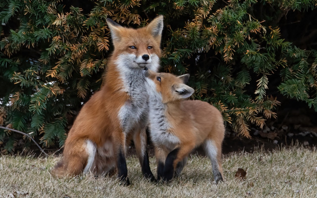 Foxes grass bushes wildlife photography free wallpaper - medium preview image