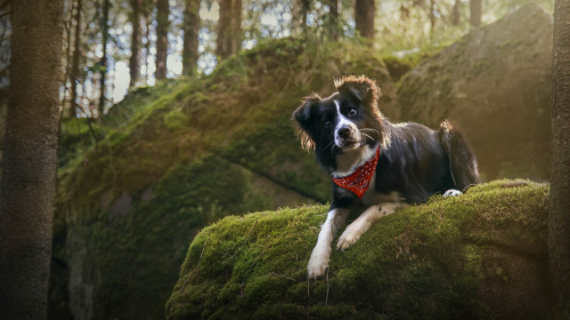 Dog red bandana mossy hill free wallpaper - medium preview image