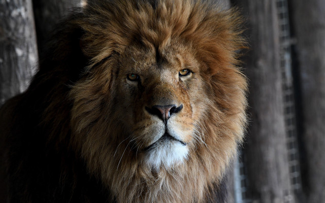 Lion sad looking camera fence free wallpaper - medium preview image