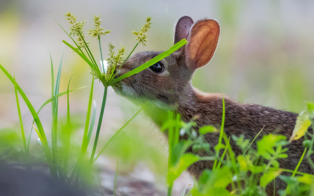 Rabbit eating grass nature blurry free wallpaper - medium preview image