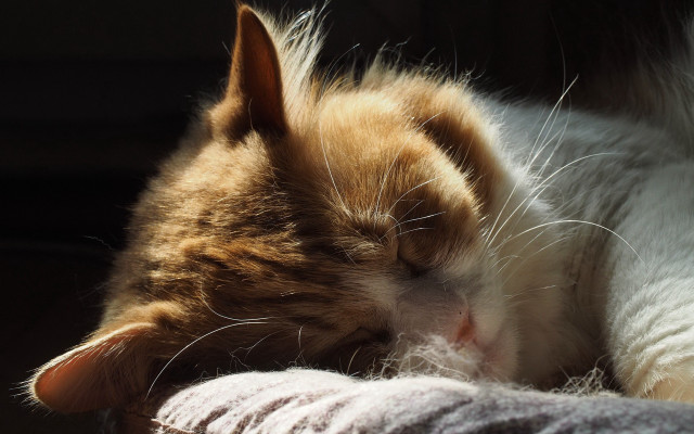 Sleeping cat blanket warm light free wallpaper - medium preview image