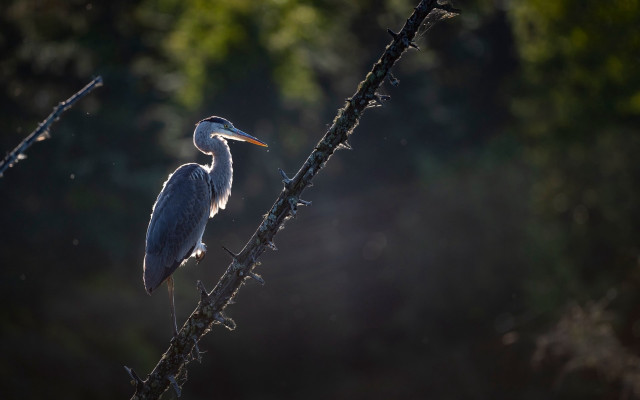 Bird perched branch sunlight woods free wallpaper - medium preview image