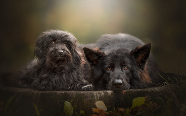 Two dogs laying wooden surface free wallpaper - medium preview image