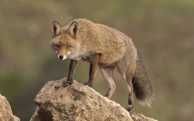 Small fox rock formation side free wallpaper - medium preview image