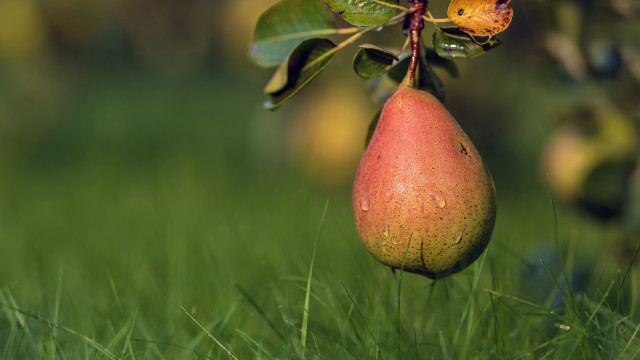 Pear butterfly tree grass nature free wallpaper - medium preview image
