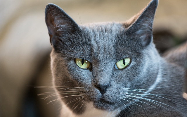 Gray cat green eyes blurry #2 free wallpaper - medium preview image
