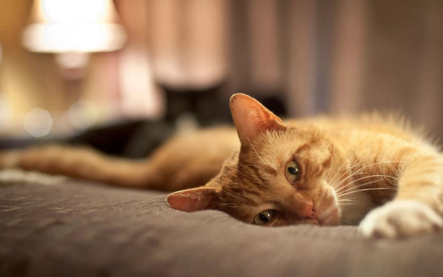 Cat laying bed lamp wall free wallpaper - medium preview image