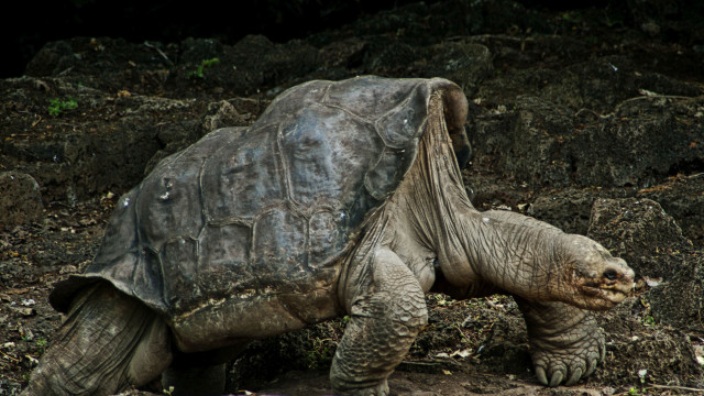 Large turtle dirt field forest free wallpaper - medium preview image