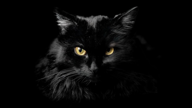 Black cat yellow eyes gothic #4 free wallpaper - medium preview image