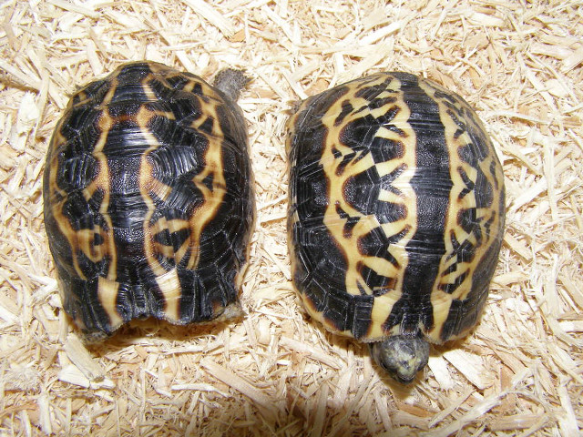 Two turtles wood chips together free wallpaper - medium preview image
