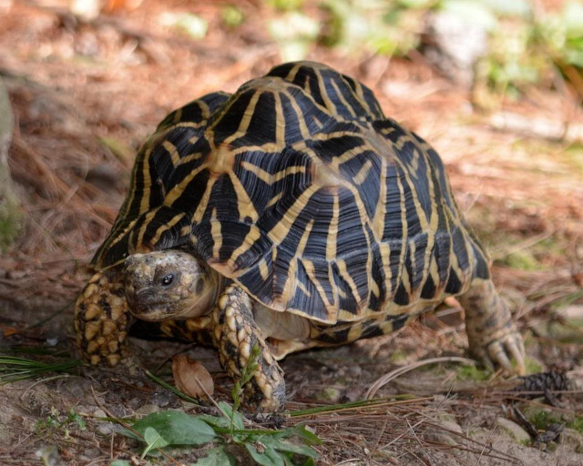 Turtle walking woods grass leaves free wallpaper - medium preview image