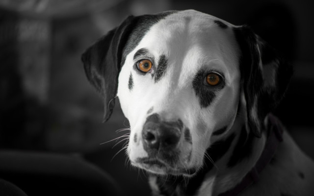 Dog blackwhite spot collar vanitas free wallpaper - medium preview image