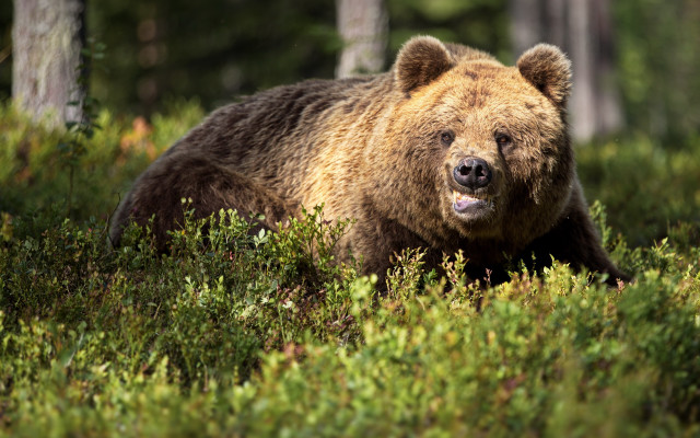 Brown bear forest walking open free wallpaper - medium preview image