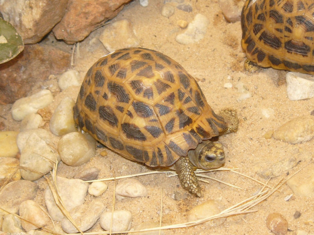Small turtles dirt field rocks free wallpaper - medium preview image