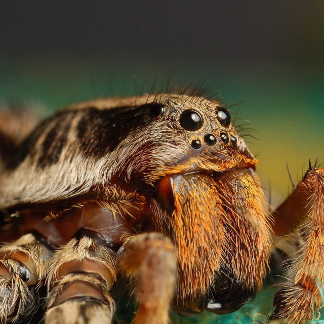 Spider closeup green surface blurry free wallpaper - medium preview image