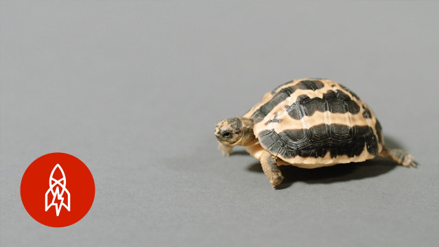Small turtle gray surface red free wallpaper - medium preview image