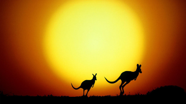 Kangaroos silhouette orange sunset sky #2 free wallpaper - medium preview image