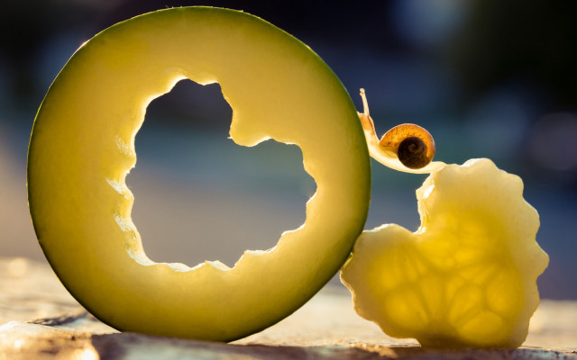 Yellow snail shell fruit surreal free wallpaper - medium preview image
