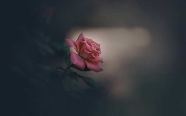 Pink rose night blurry macro free wallpaper - medium preview image