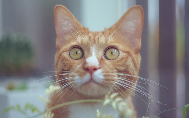 Cat white nose yellow eyes free wallpaper - medium preview image