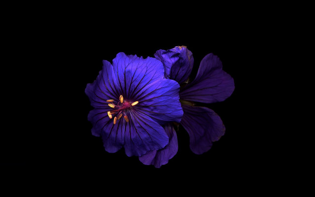 Purple flower yellow center dark free wallpaper - medium preview image