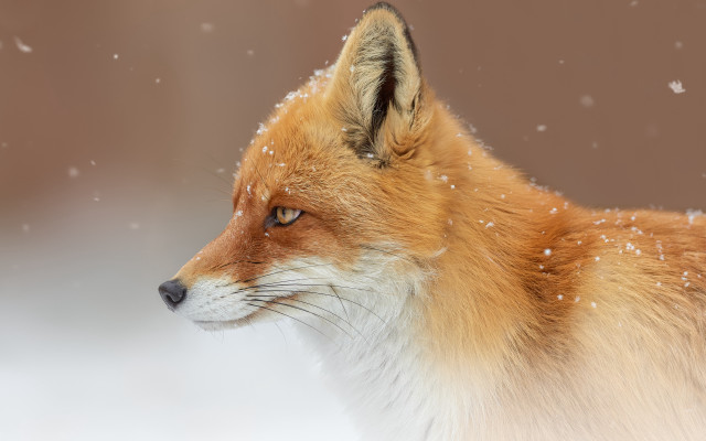 Red fox snow falling side free wallpaper - medium preview image