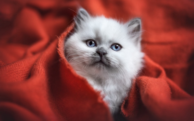White kitten blue eyes red free wallpaper - medium preview image
