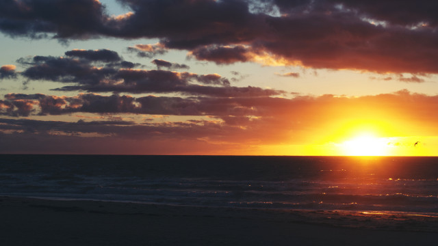 Sunset ocean bird clouds beach free wallpaper - medium preview image